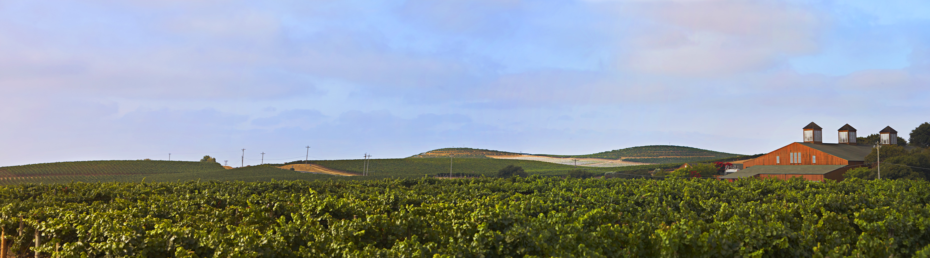 Bouchaine Winery Vineyards Landscape Photography by Brandon McGanty