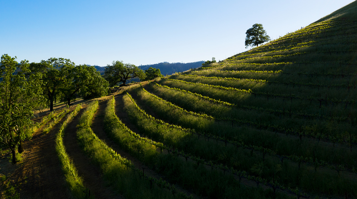 Chateau-Montelena-Winery-Vineyards
