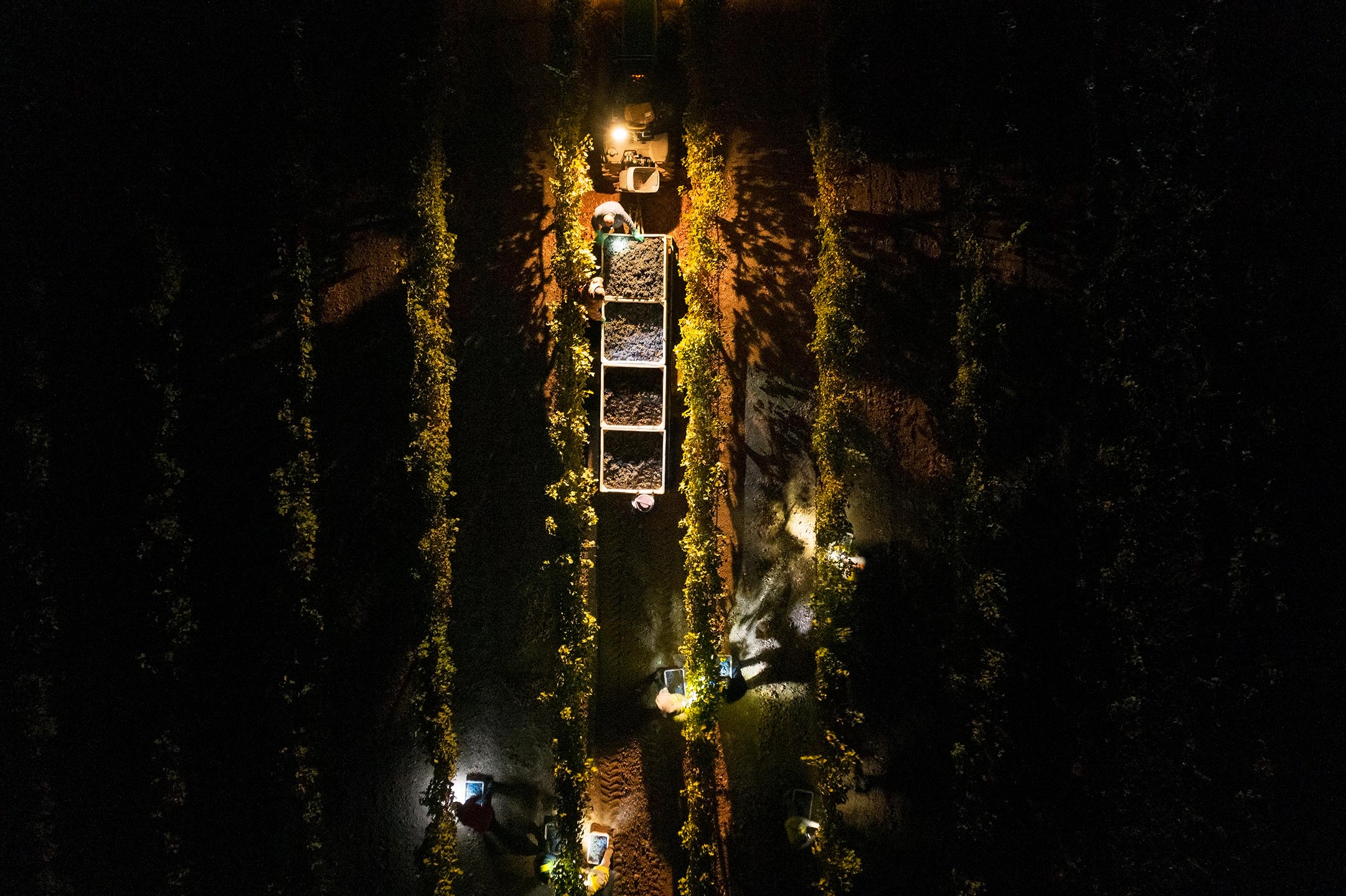 Night-Harvest-at-Chateau-Montelena-Winery