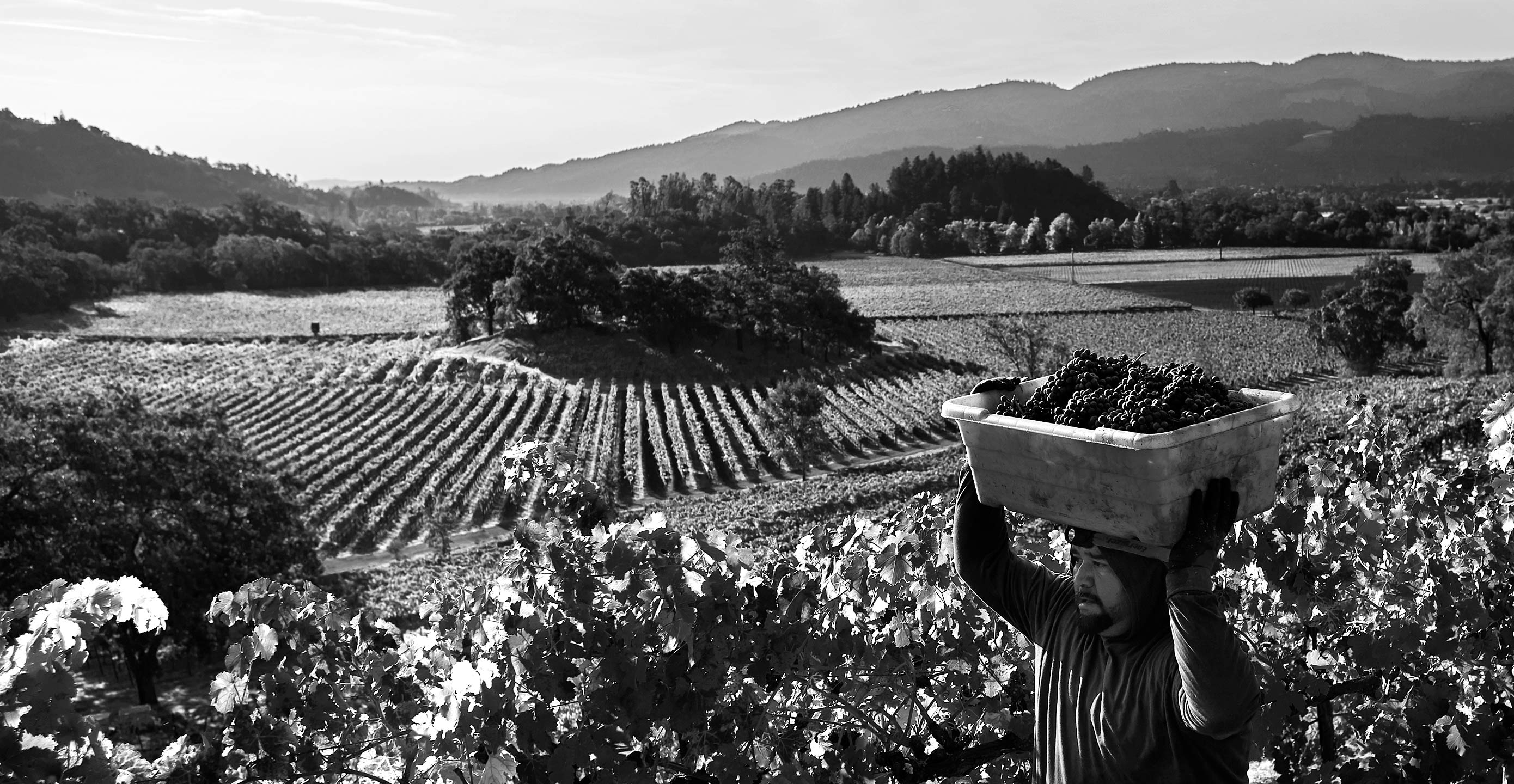 Wine Country Harvest 
